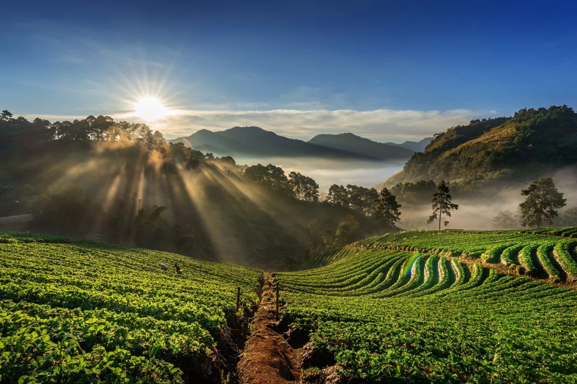 Fazenda Histórica Alto do Cafezal