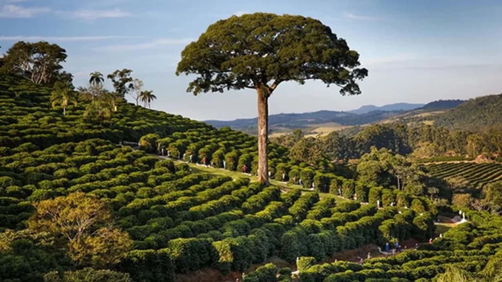 Fazenda de café em Barra do Choça